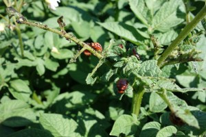 Colorado Potato Beetle