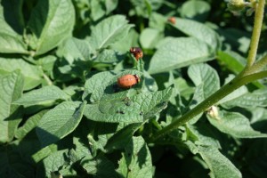 Colorado Potato Beetle 7-24-15 3
