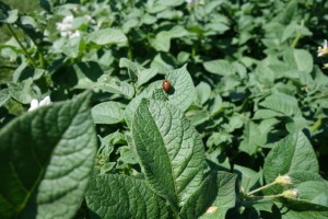 Colorado Potato Beetle 7-24-15 4