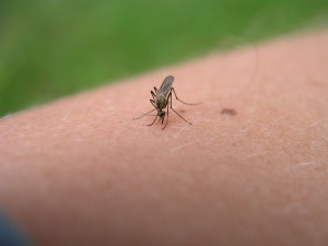 mosquito