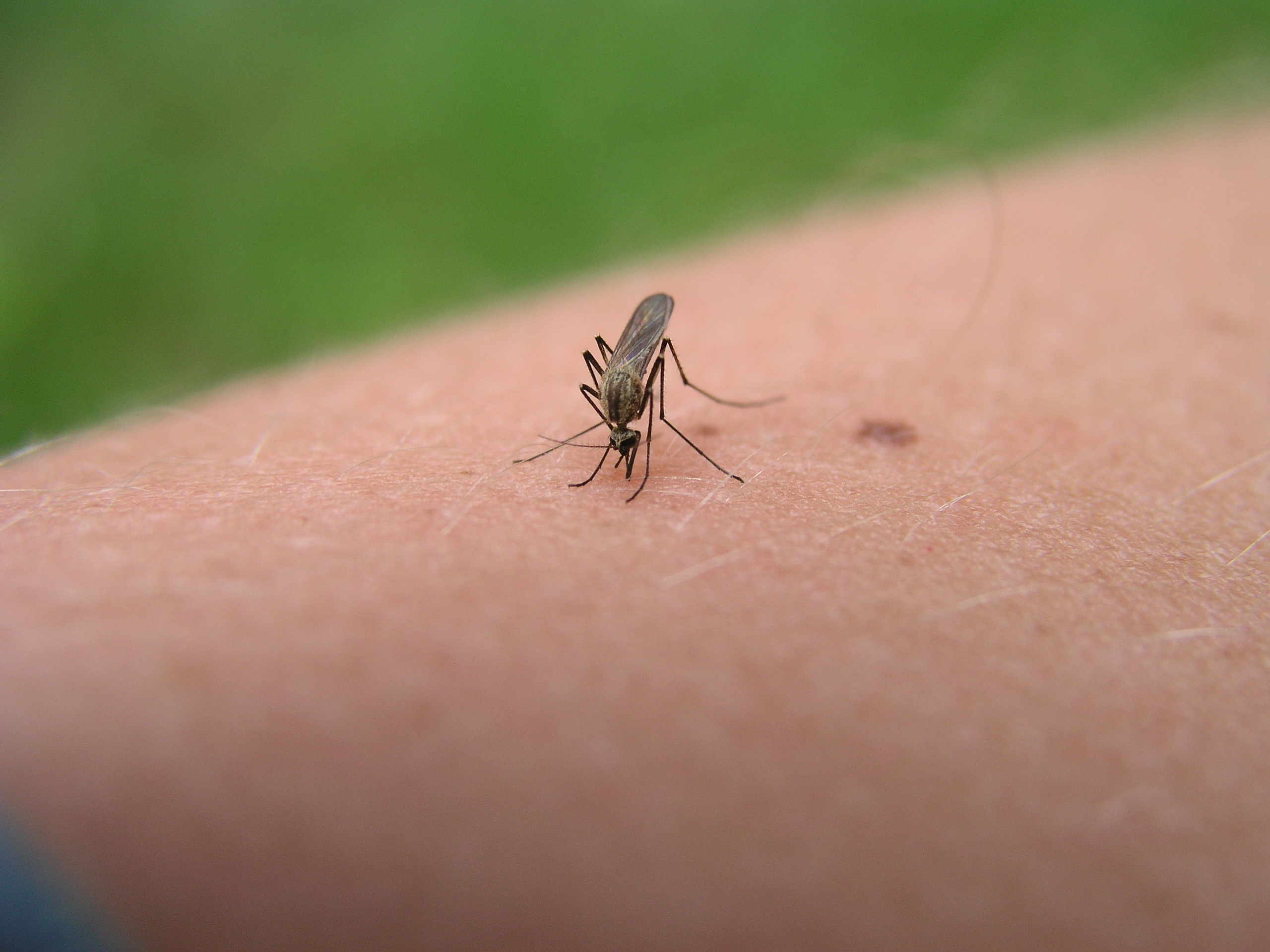 Battling mosquitoes while camping « Gardens Alive Blog