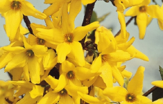 Forsythia Blooms