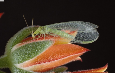 Beneficial Lacewing