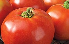 Moskvich Tomato