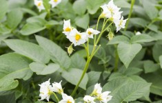 Kennebec Potato Flowers