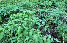 Tomato Plants