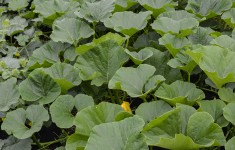 Summer Squash