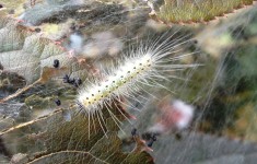 Fall Webworm