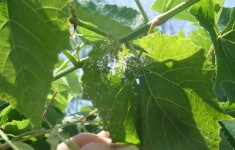 Japanese Beetle Damage on Plants