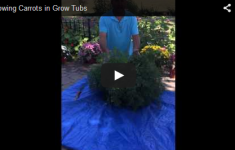 Growing Carrots Video