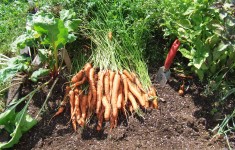 Square Foot Gardening Seed Mat