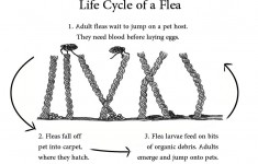 Flea Life Cycle