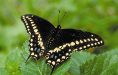 Swallowtail in Garden