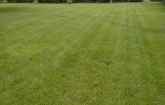 WOW Treated Lawn