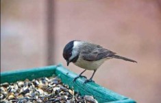 Chickadee