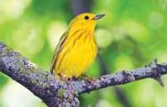 Yellow Warbler