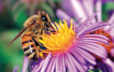 Feeding Bee