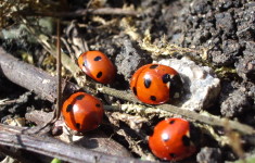 Ladybugs