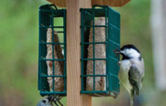 Suet Feeder