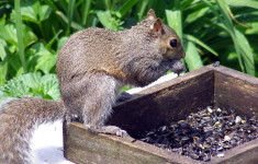 Squirrel Food