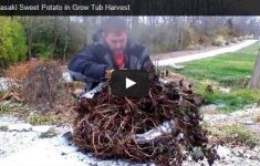 Sweet Potato Harvest