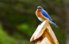 Keep Bluebirds in Yard