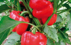 Olympus Organic Sweet Peppers