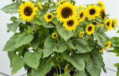 Compact Sunflower