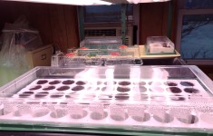 Seedlings in Seed Starter