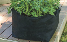 Potatoes in Grow Bag