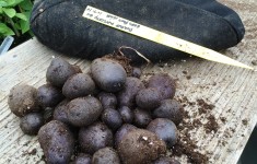 Purple Potato Harvest
