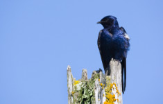 Purple Martin