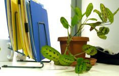 Office Houseplant