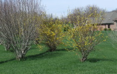 Forsythia Blooming