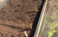 Raised Bed overall after planting