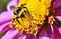 Bees in Garden