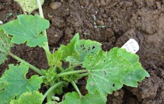 Cucumber Beetle Damage