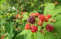 black-raspberries