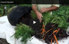 Carrot Harvest Video